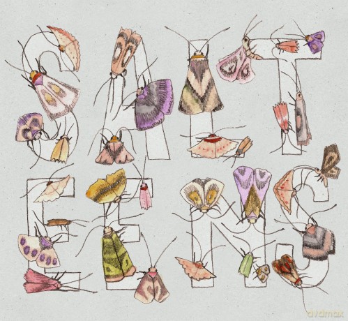 Salteens: Moths [CD]
