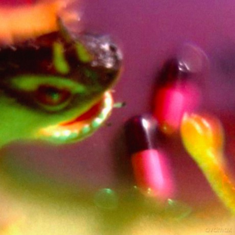 Bush Tetras: Take The Fall [CD]