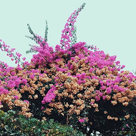Jay Som: Turn Into [CD]