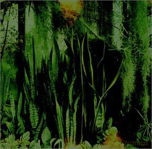 Promise Ring: Woodwater [CD]