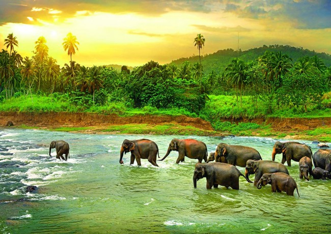 HEYE Save our Planet Las deszczowy 1000 el. [PUZZLE]