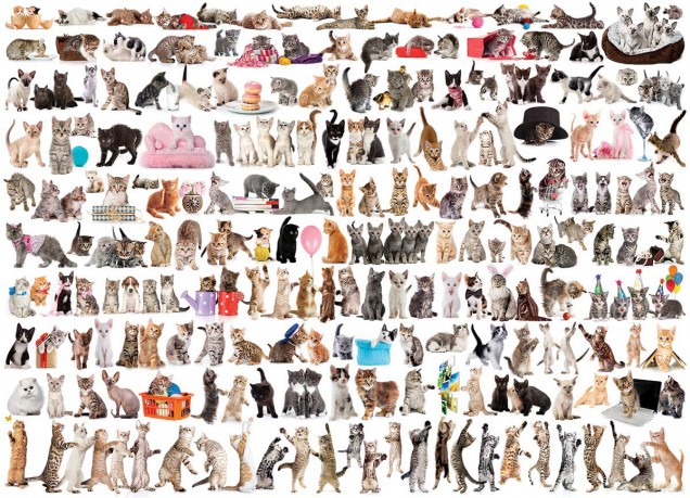HEYE Świat kotów 1000 el. [PUZZLE]