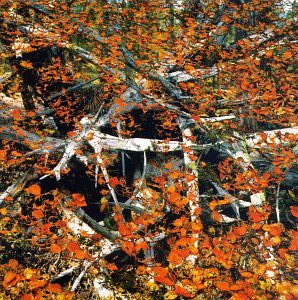 Troka: Troka [CD]