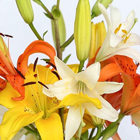 Garden flowers [Blu-Ray]