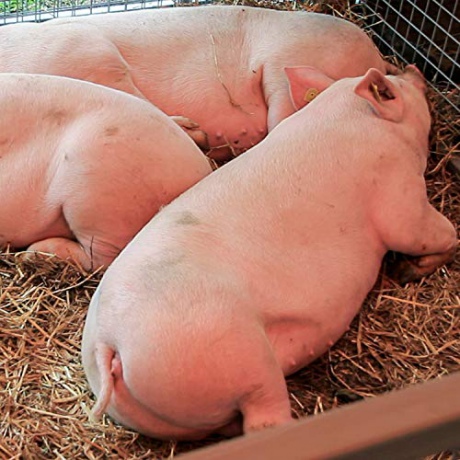 Pigs,with natural audio sound [Blu-Ray]