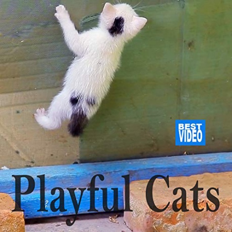 Playful Cats [Blu-Ray]