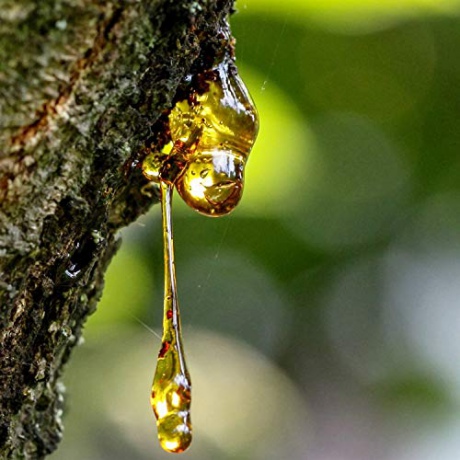 Resin tree in nature [Blu-Ray]