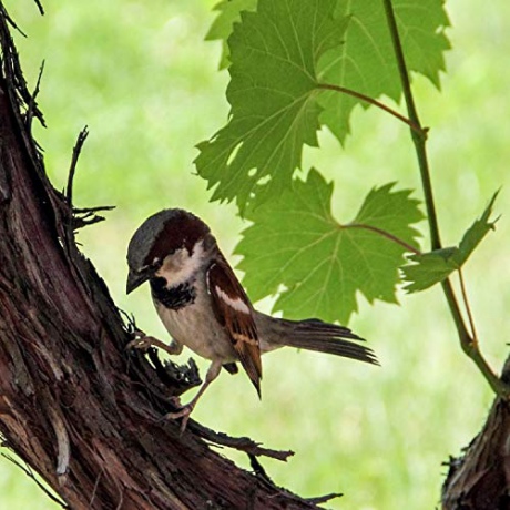 Sparrows in the garden [Blu-Ray]