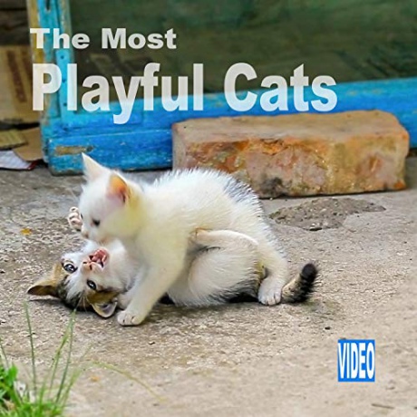 The Most Playful Cats [Blu-Ray]