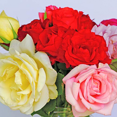These lovely roses [Blu-Ray]