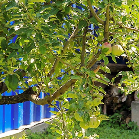 Wild nightingale and apples [Blu-Ray]