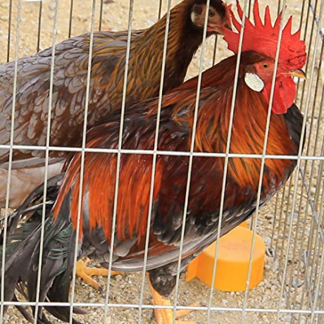 Chickens in a cage [Blu-Ray]