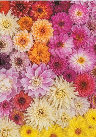 TREFL 1000 el. Dalie [PUZZLE]