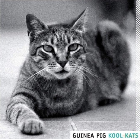 Guinea Pig!: Kool Kats [CD]