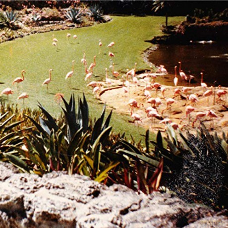 Imaginary Softwoods: Gold Fiction Loop Garden [Winyl]