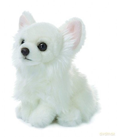 ACP Dog chihuahua