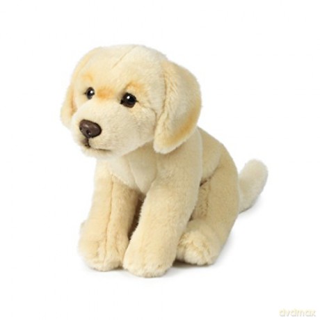 ACP Labrador Cream