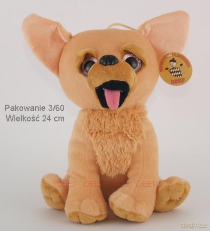 Chihuahua duży