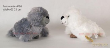 Foczka Puchata