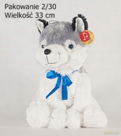 Hasky siedzący duży