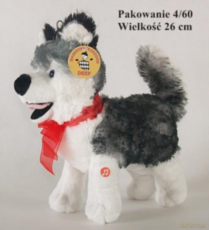 Husky stojący