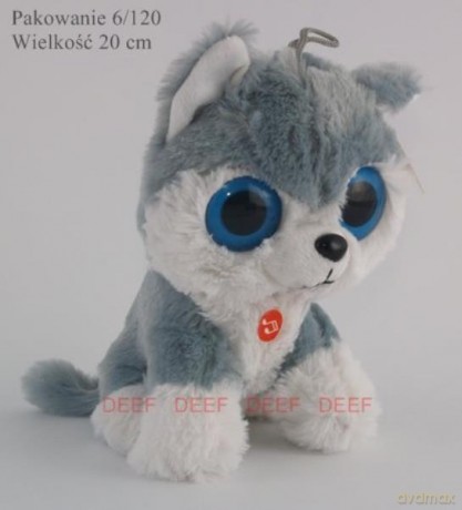 Husky Wielkooki duży