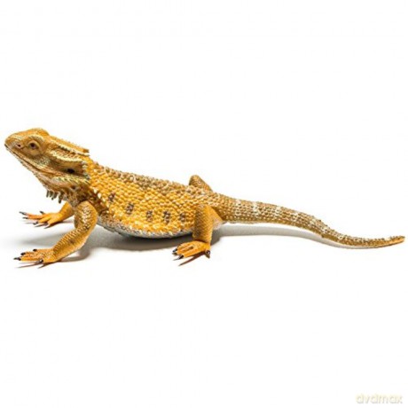Jaszczurka Dragon [FIGURKA]