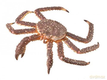 King crab [FIGURKA]