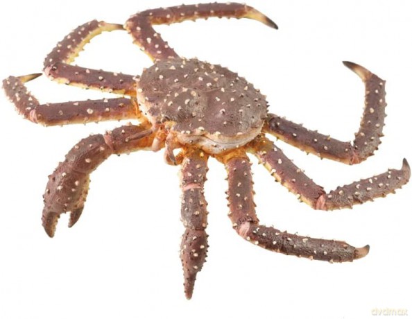 King crab [FIGURKA]
