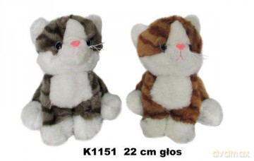 Kot