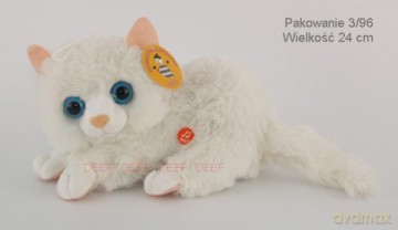 Kotek leżący