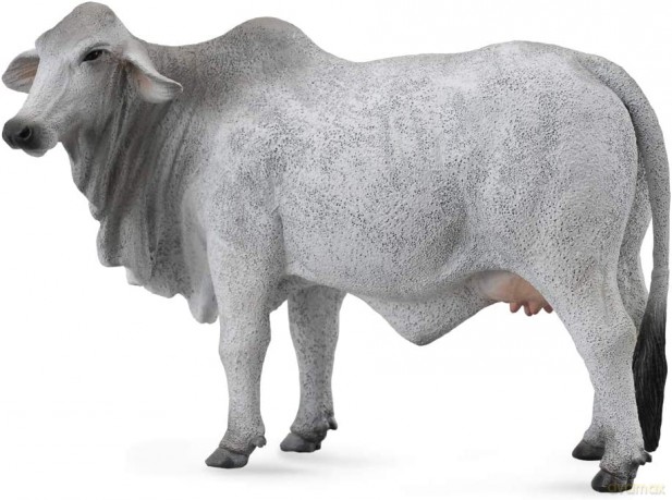 Krowa Braham [FIGURKA]