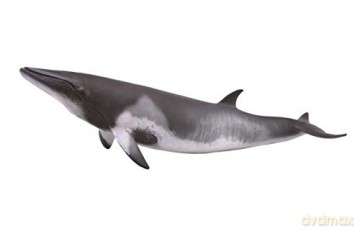 Minke whale [FIGURKA]
