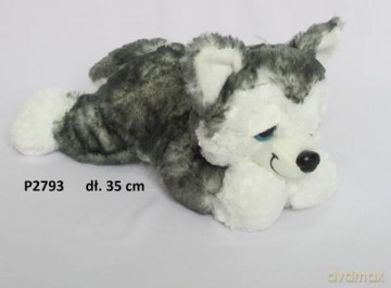 Pies Husky leżący