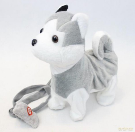 Pies na smyczy Husky