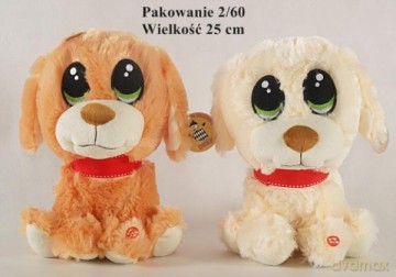 Piesek siedzący wielkooki