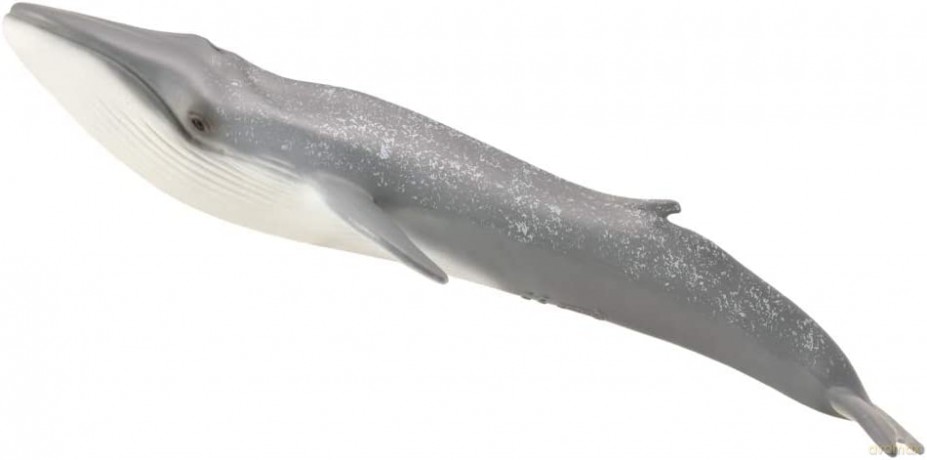 Płetwal błękitny [FIGURKA]