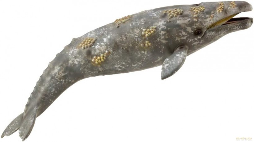Płetwal szary [FIGURKA]