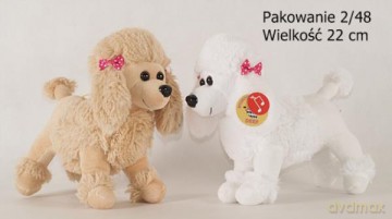 Pudel stojący