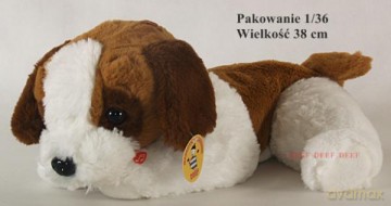Szczeniak brązowo biały