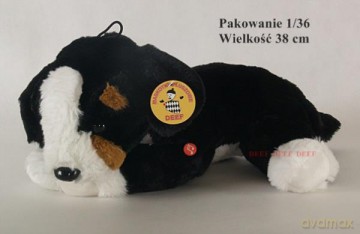 Szczeniak czarno białay