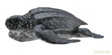 Żółw skórzasty [FIGURKA]