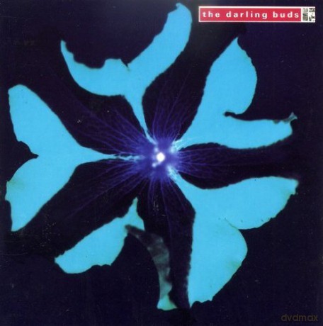 Darling Buds The: Crawdaddy [CD]