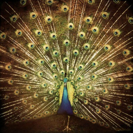 Ani Difranco: Which Side Are You On [CD]
