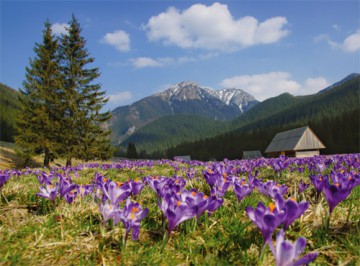 Kalendarz trójdzielny Tatry krokusy 2021 [KALENDARZ]