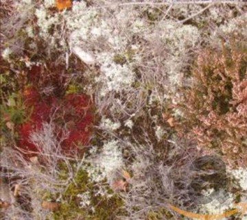 Fursaxa: Mycorrhizae Realm [CD]