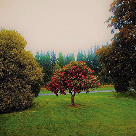 Bats: Foothills [CD]