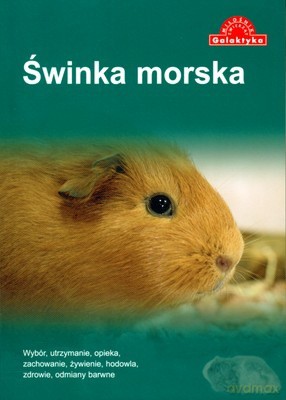 Świnka Morska Miłośnik Zwierząt [KSIĄŻKA]