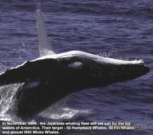 Merzbow: Bloody Sea [CD]