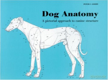 Dog Anatomy: A Pictorial Approach to Canine Structure - Peter C. Goody [KSIĄŻKA]